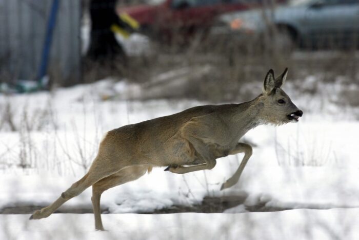 podkarpacie, RDLP w Krośnie, edward marszałek, dokarmianie zwierząt zimą, karma dla zwierząt