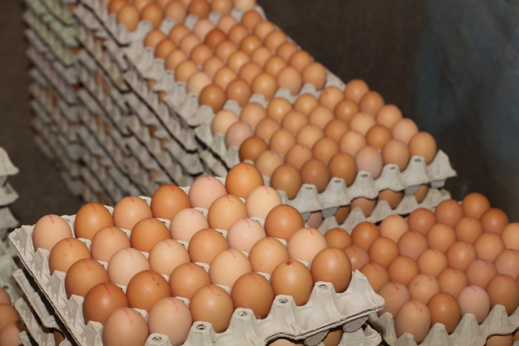 jaja w skorupkach klasy A, import jaj z ukrainy, handel jajami, grupa kapitałowa Avangardco, avis, katarzyna skowrońska