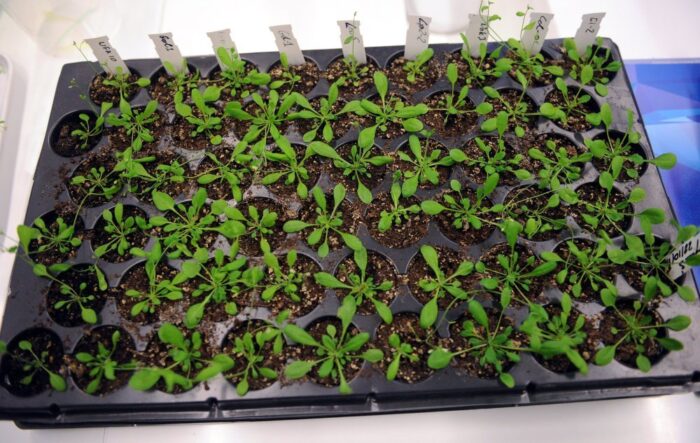 Agrotkanina BioEcoFab, agrotkanina, politechnika łódzka, wzrost roślin, Mirosława Prochoń