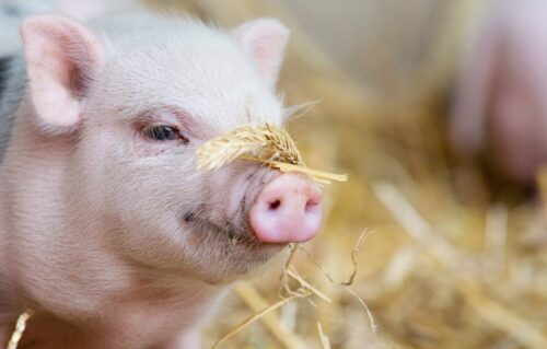 walka z asf w polsce, asf w polsce, program bioasekuracji, rekompensaty dla producentów świń, trzoda chlewna