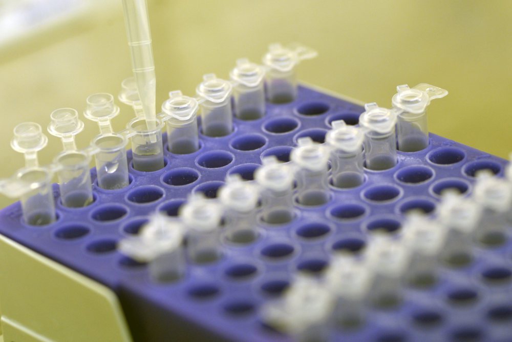 pasze gmo, gmo, ewa lech, alternatywne źródła białka, pasze wysokobiałkowe, soja