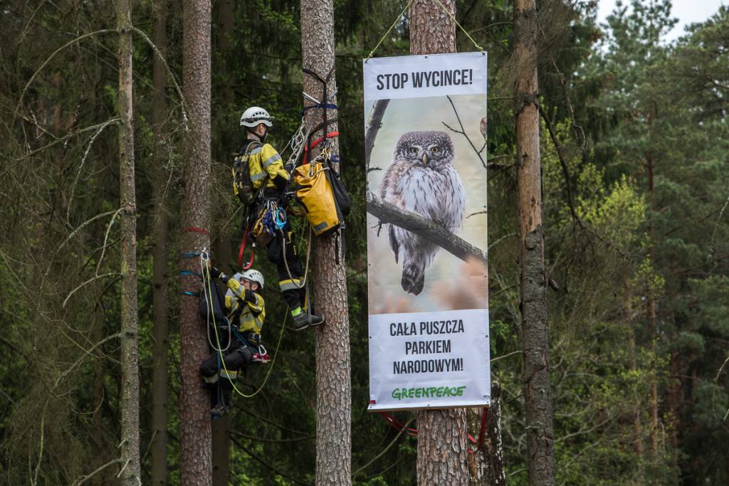 wycinka drzew w puszczy białowieskiej, puszcza białowieska, Pracownia na Rzecz Wszystkich Istot, Fundacja Greenpeace