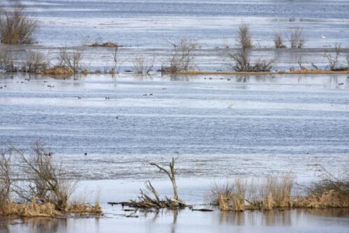 biebrza, rozlewiska nad biebrzą, biebrzański park narodowy, zbiór biomasy, andrzej grygoruk
