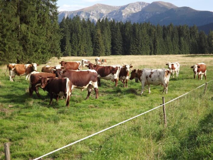 bydło, hodowla bydła, podkarpackie, mleko, jałówki, cielęta, Boguchwała, Podkarpacki Ośrodek Doradztwa Rolniczego