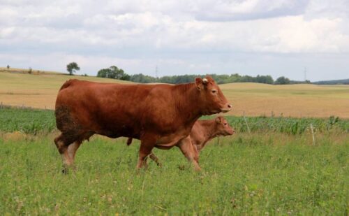 hodowla bydła, hodowla trzody chlewnej, Wojciech Kapusta, de heus, Wojciech Maćkowiak