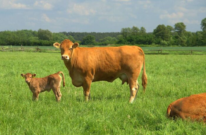 susza, bydło, LIR, Lubuska Izba Rolnicza, TUZ, list do ministra rolnictwa