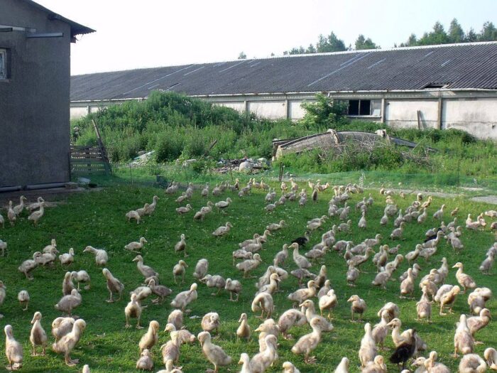 produkcja drobiu, rynek mięsa, komisja europejska