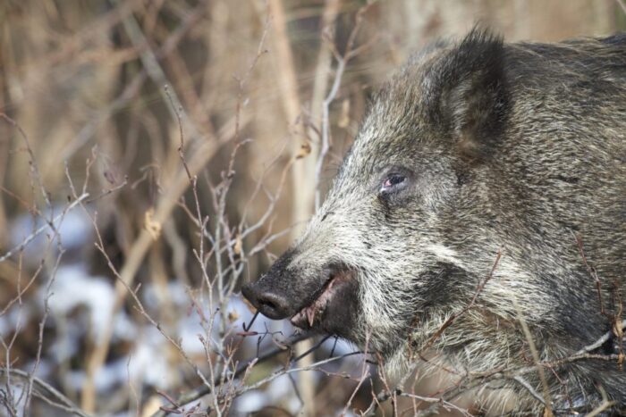 finlandia, odstrzał dzików, asf, Fiński Narodowy Instytut Zasobów Naturalnych, zasoby leśne