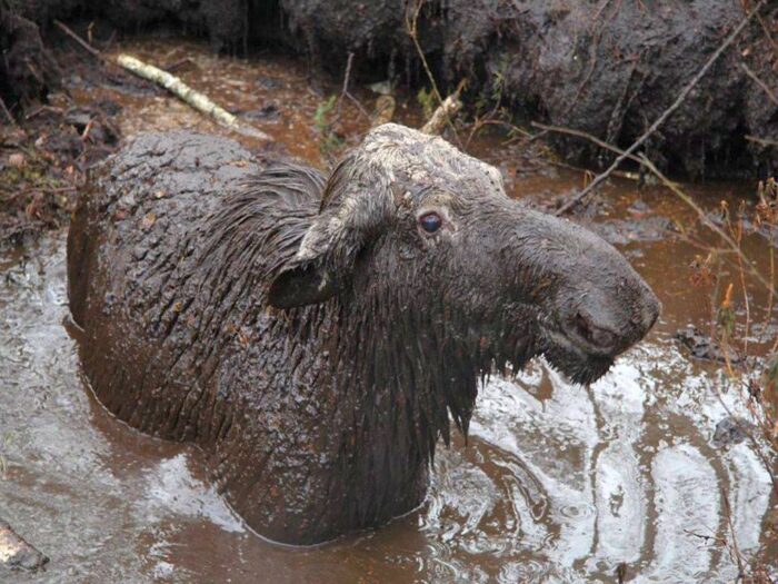 klępa łosia, łoś, Nadleśnictwo Knyszyn, pomoc leśników, podlaskie