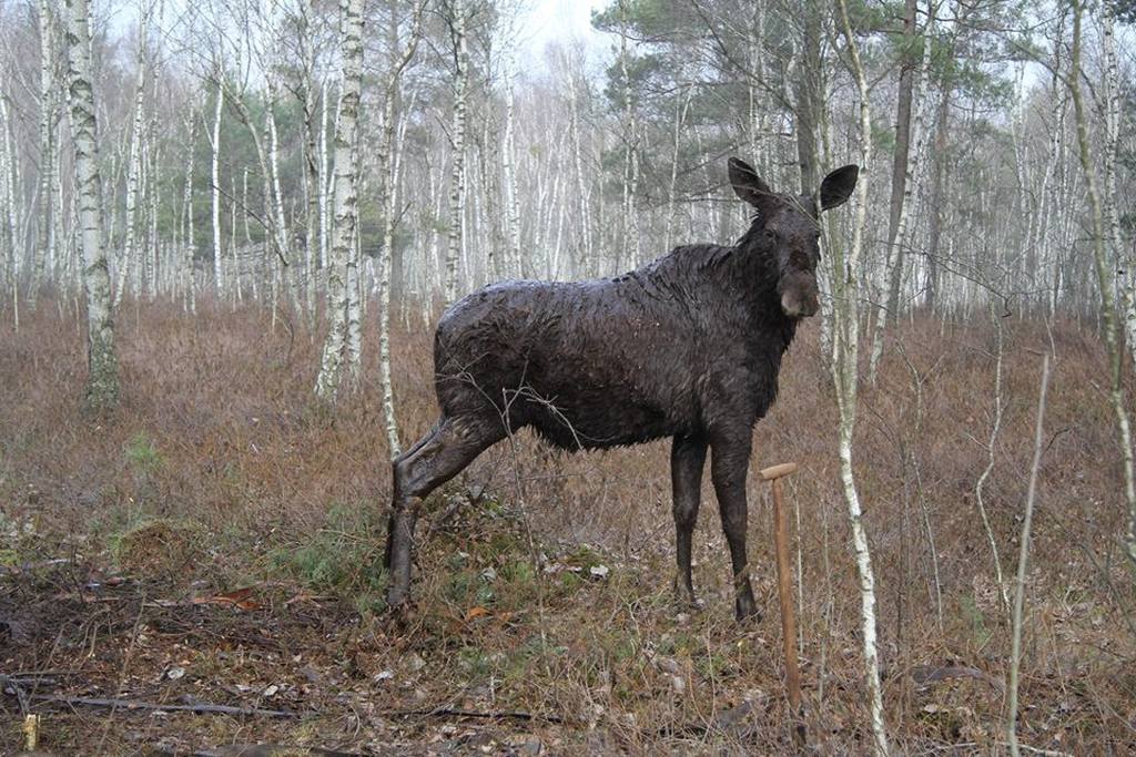 klępa łosia, łoś, Nadleśnictwo Knyszyn, pomoc leśników, podlaskie