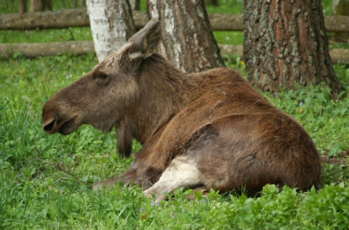 klępa, samica łosia, łoś, gmina Kąkolewnica, lubelszczyzna, Nadleśnictwo Radzyń