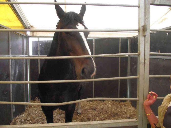 utylizacja zwierząt gospodarskich, Agencja Restrukturyzacji i Modernizacji Rolnictwa, dopła do utylizacji zwierząt