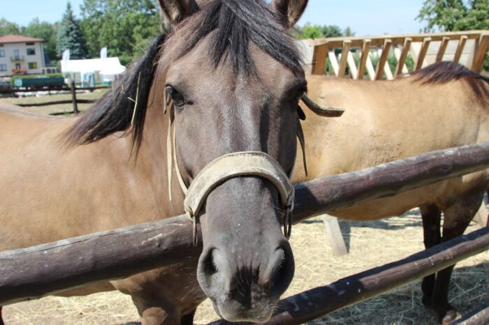 konie, hodowla koni, dopłaty bezpośrednie, ryszard zarudzki, Polski Związek Hodowców Koni