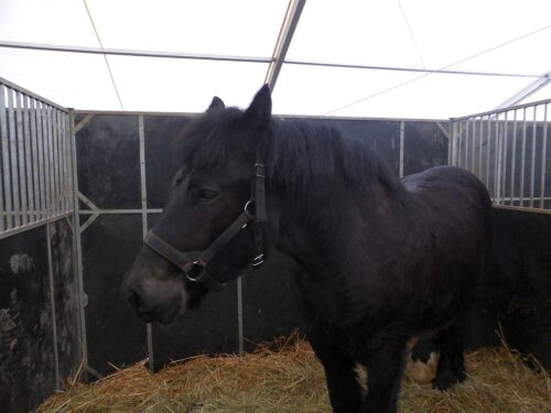 chów koni, konie, sejmowa komisja rolnictwa, Polski Związek Hodowców Koni