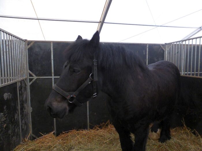 chów koni, konie, sejmowa komisja rolnictwa, Polski Związek Hodowców Koni
