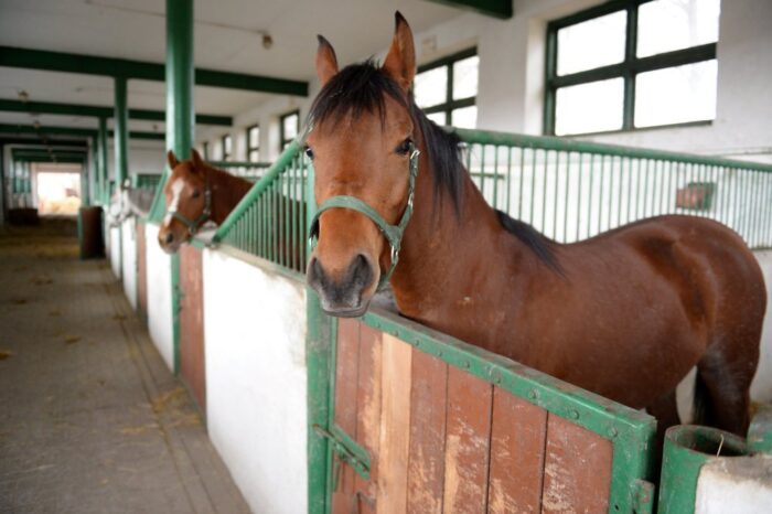 koń, hodowla koni, rada do spraw hodowli koni, genetyka polskich ras kon