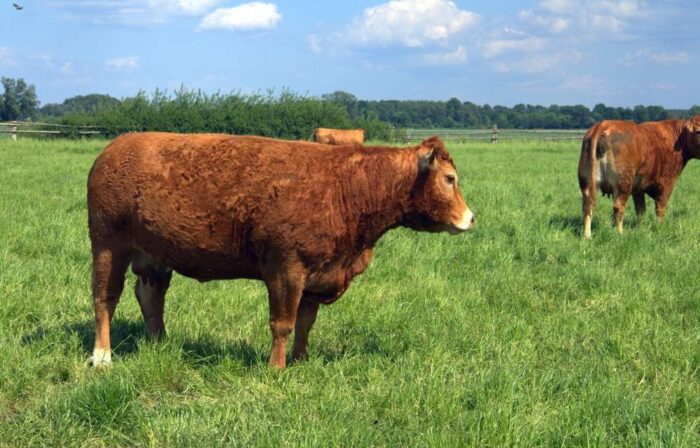 krowa, ucieczka krowy, krowa uciekła z transportu do rzeźni, opolskie