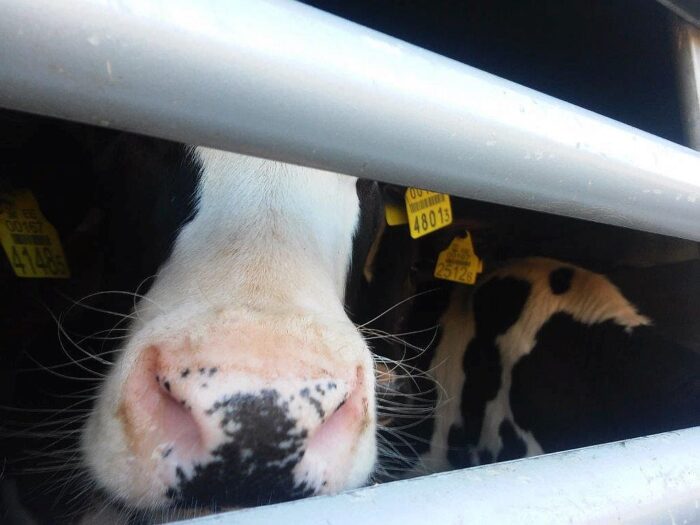 krowy padły z głodu, krowy, bydło, podlasie, gmina rutki, zambrów