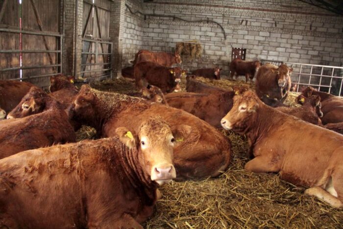 kontyngent na wołowinę z krajów mercosur,Jerzy Wierzbicki, Polskie Zrzeszenie Producentów Bydła Mięsnego