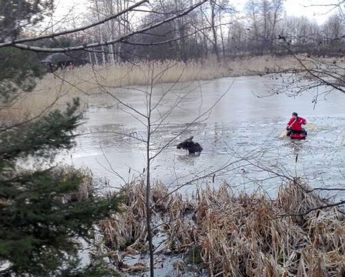 samica łosia, łoś, klępa, łańcut, wisłok, podkarpacie
