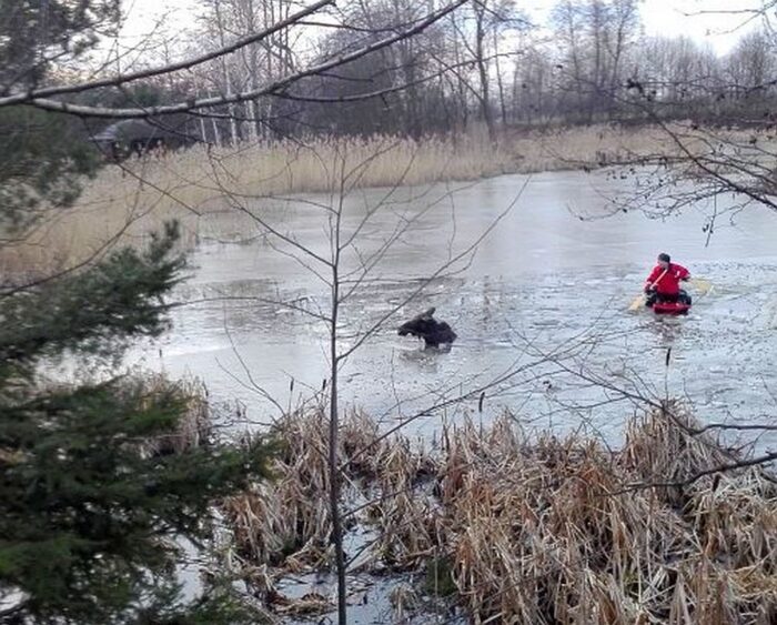 samica łosia, łoś, klępa, łańcut, wisłok, podkarpacie