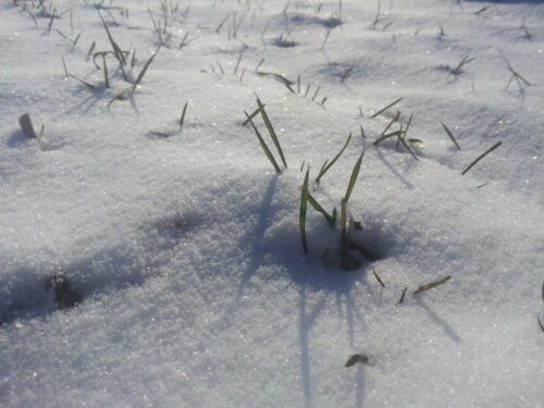 oziminy, powiat moniecki, śnieg