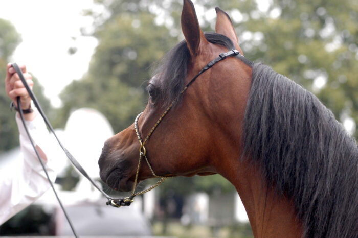 klacz Panissima, stadnina koni w janowie podlaskim, janów podlaski, kowr, Krystyna Chmiel, sławomir pietrzak