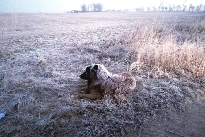 pies, zima, mróz, Strzelce Krajeńskie, policjanci uratowali psa