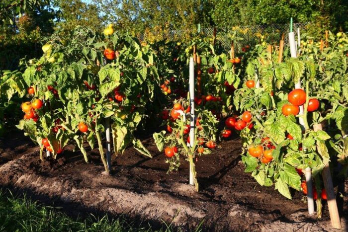pomidory, promocja warzyw, pomidory dobre z natury