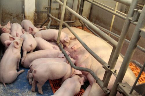 transport świń do Chin, nowa genetyka, cięższe i mocniejsze prosięta, odbudowa pogłowia trzody chlewnej,