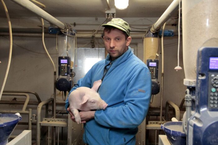 indywidualne żywienie, lochy, maciory, stacje paszowe