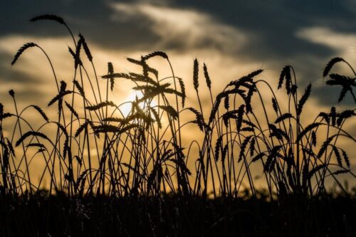 rolnictwo, budżet rolny, dotacje, ue