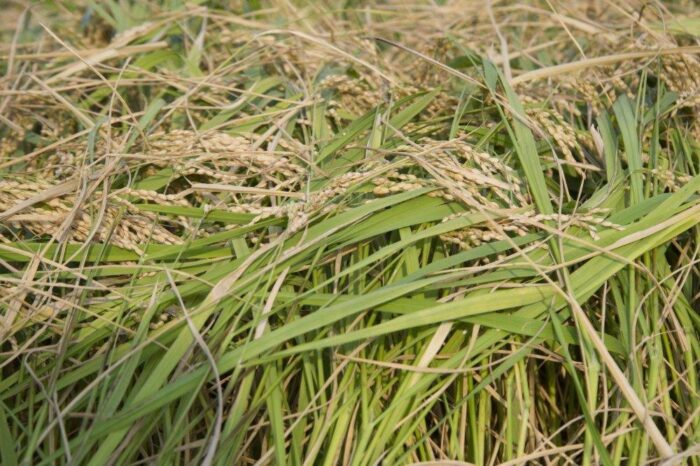 uprawa ryżu, Chiny, ryż, odkrycia archeologiczne