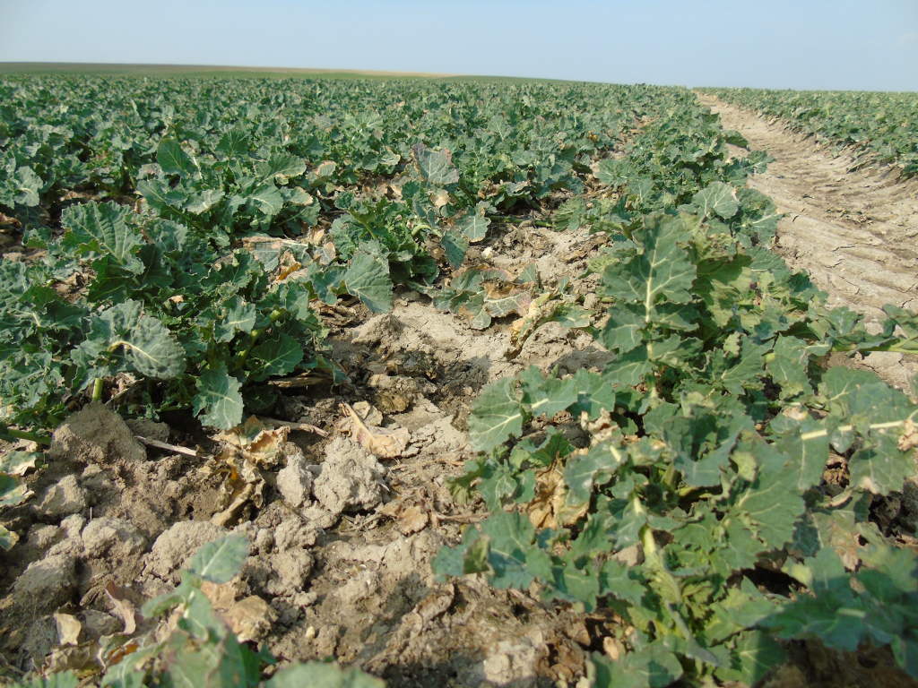rzepak, wiosna, plantacja