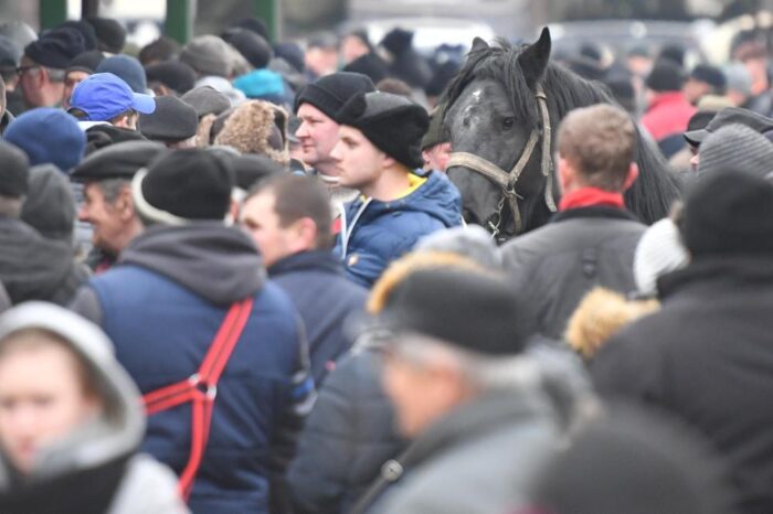 skaryszewo, jarmark konny, wstępy, konie, handl końmi, Ireneusz Kumięga
