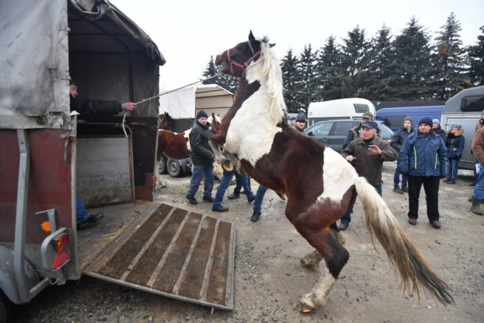 skaryszewo, jarmark konny, wstępy, konie, handel końmi, Barbara du Chateau