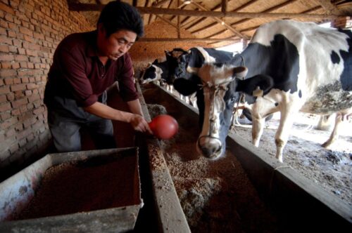 sorgo, import sorgo, wojna handlowa chiny-usa, dumping, wang hejun