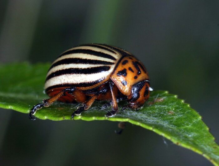 stonka ziemniaczana, stonka, uprawa ziemniaka, Leptinotarsa decemlineata, Sean Schoville,University of Wisconsin-Madison