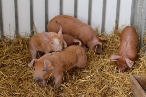 ASF, trzoda chlewna, świnie, prawo, przepisy, nowelizacja ustawy o ochronie zdrowia zwierząt oraz zwalczaniu chorób