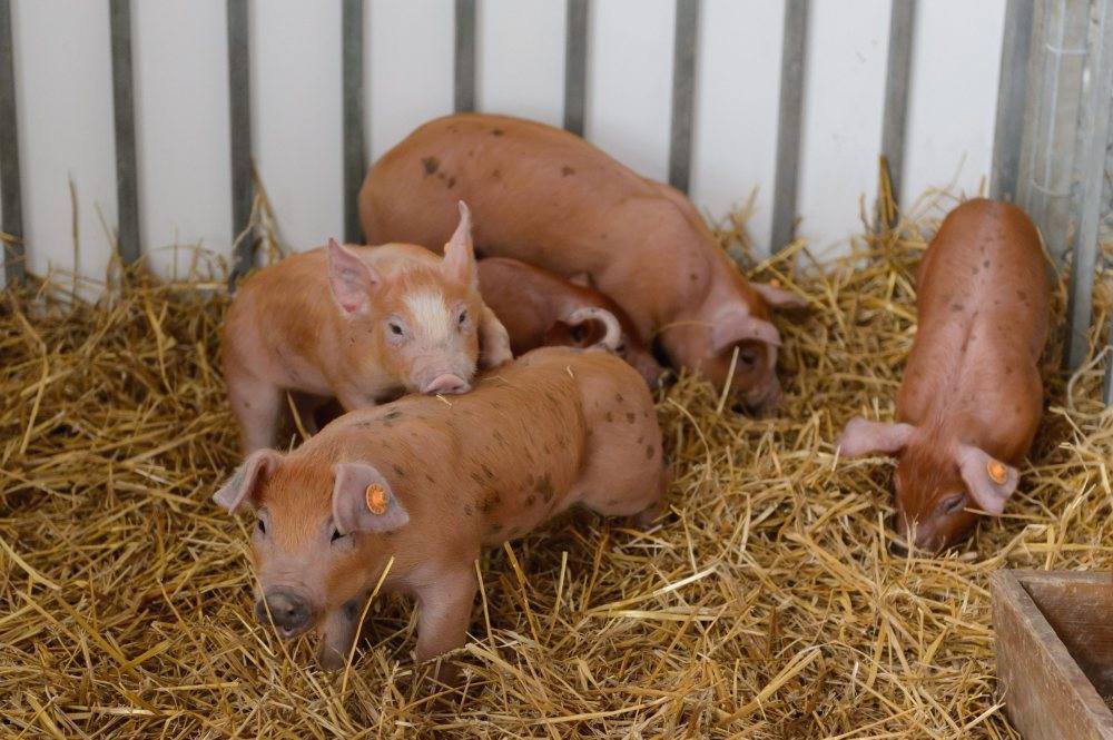 ASF, trzoda chlewna, świnie, prawo, przepisy, nowelizacja ustawy o ochronie zdrowia zwierząt oraz zwalczaniu chorób