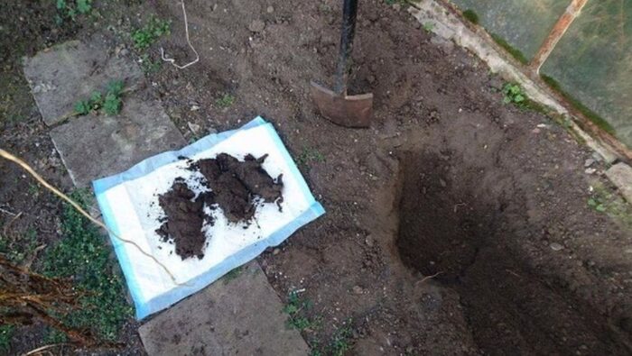 poznań, Fundacja Mondo Cane, sąd, znęcanie się nad zwierzętami