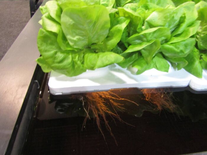 uprawa aeroponiczna, warzywnictwo, hydroponika, uprawa warzyw, ogrodnictwo