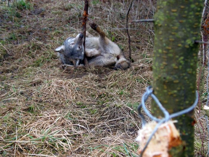 kłusownictwo, walka z kłusownikami, nielegalny połów ryb, nielegalne polowanie, policja, straż leśna