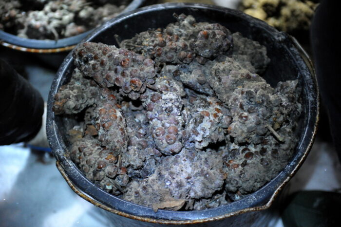 zimowe winobranie, winobranie, winogrona, baniewice, pomorze zachodnie