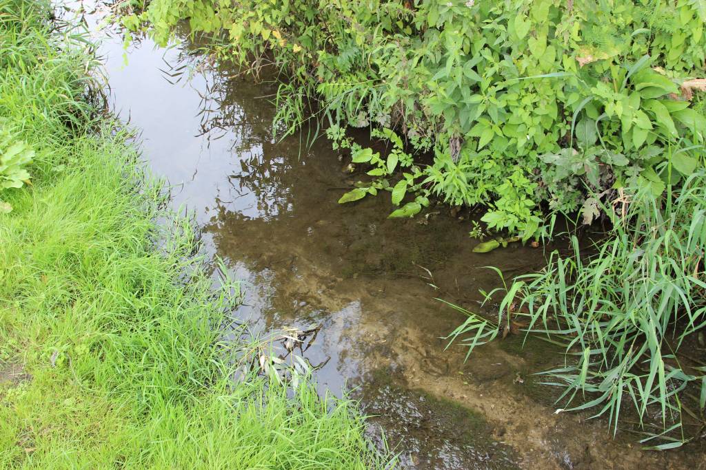 susza, Kalifornia, Stany Zjednoczone