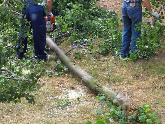 państwowa inspekcja pracy, pip, praca w lesie, wypadki podczas pracy w lesie, wycinka drzew