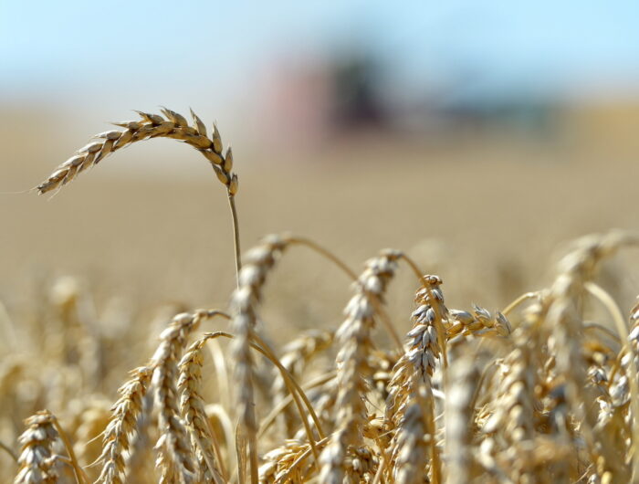 Izba Zbożowo-Paszowa, zboża, skup ziarna, pszenica, jęczmień, kukurydza, ceny zbóż
