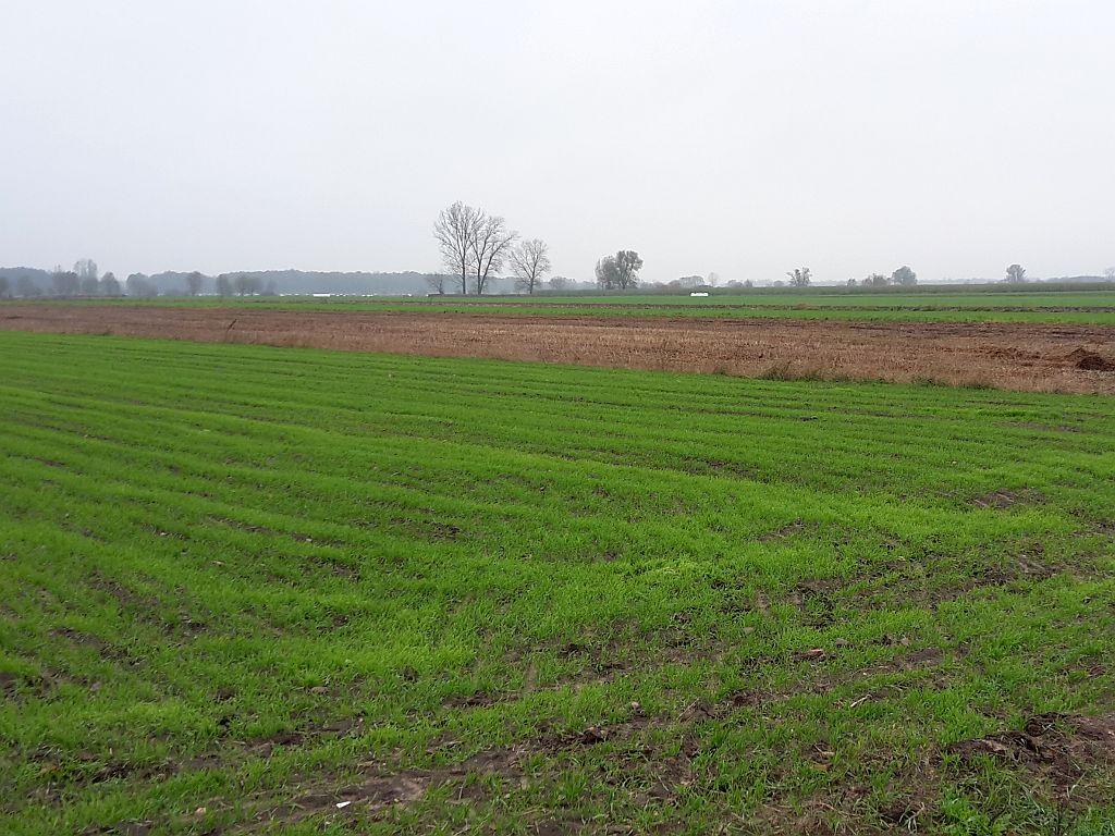 kupno ziemi, dzierżawa ziemi, krir, kowr, zasoby skarbu państwa, nieruchomości rolne