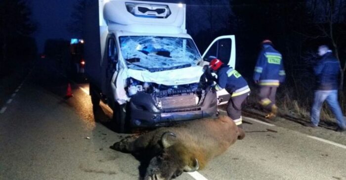 żubry na drodze, żubr, podlasie, hajnówka, nowosady, narew, białowieski park narodowy