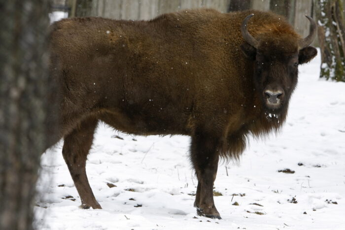 Białowieski Park Narodowy, żubr, popuilacja żubra, puszcza białowieska, Michał Krzysiak